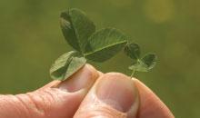 Reducing Nitrogen Loss by Using Microclover
